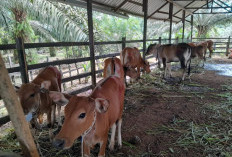 Mahyunadi Ungkap Kendala Besar Pembangunan Breeding Farm Sapi di Kutim 