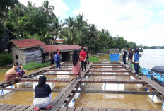 DKPP Mahulu Dorong Masyarakat Tingkatkan Budidaya Ikan Keramba, Siap Berikan Bantuan