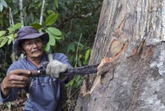 Potensi PNBP Belum Optimal, Realisasi Perhutanan Sosial Kaltim Baru 45 Persen