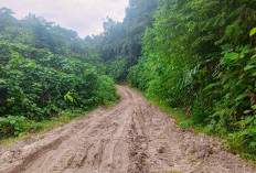 Begini Kondisi Jalan di Sandaran Kutim: Berlumpur Saat Hujan, Kendaraan Sulit Lewat