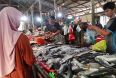 Jelang Ramadan, Harga Ikan Laut di Pasar Jaras Kubar Masih Stabil