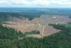 Kaltim Kehilangan 5,2 Juta Hektare Hutan, WALHI: Dibebani Konsesi, Deforestasi Naik 55 Persen