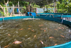 Dukung Ketahanan Pangan Daerah, 6 Kampung di Berau Ditarget Jadi Sentra Bioflok