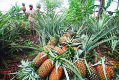 Tak Lagi Jual Bahan Mentah, Pemkab Kutim Siapkan Kawasan IKM untuk Mengolah Komoditas Alam Ini 