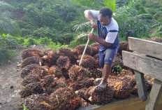 Kontribusi Belum Sebanding Kerusakan Infrastruktur, Bupati PPU Sentil Perusahaan Sawit