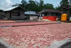 Kampung Buyung-Buyung Disiapkan Jadi Sentra Terasi Berau