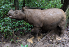  Badak Kalimantan Terancam Punah, BKSDA Kaltim Sosialiasikan Rencana Penyelamatan Hingga Mahulu 