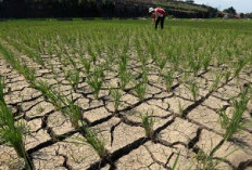 Kutim Siaga El Nino 2026-2027, Bupati Terbitkan Surat Edaran Cegah Karhutla dan Krisis Air Bersih