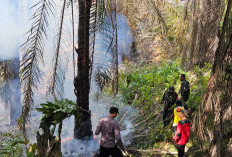 57,4 Hektare Kawasan di Kutim Terbakar, Polisi Ingatkan Pemilik Lahan Harus Bertanggung Jawab