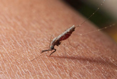 Sudah Zona Hijau, Tren Kasus Malaria di PPU Turun Tiap Tahun