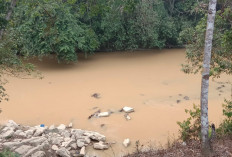 Masyarakat Tiga Desa di Batu Sopang Keluhkan Sungai Keruh, Tambang Emas Ilegal Diduga Jadi Penyebab 