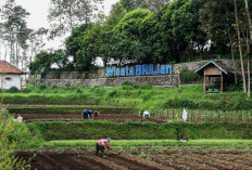 BRI Perluas Dukungan bagi Pengembangan Ekonomi Desa, Jangkau 5.245 Desa BRILiaN