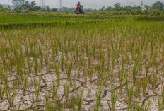Petani Semurut Berau Gagal Panen Akibat Kemarau Ekstrem, Pemerintah Siapkan Bantuan