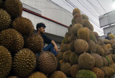 Tahun Ini Indonesia Telah Ekspor 4.077 Ton Durian Beku ke China, Peluang Menjanjikan untuk Petani Lokal