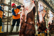 Cegah Anthrax Dinkes Kaltim Tingkatkan Pemeriksaan Hewan Kurban