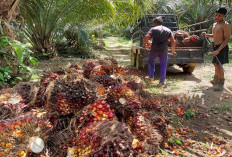 B50 Buka Peluang Pasar Baru Sawit Kaltim, Sementara Infrastruktur dan Efisiensi Masih Jadi Pekerjaan Rumah