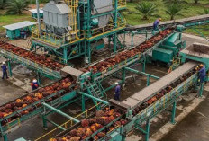 ?Kaltim Punya 4 Industri Pengolahan Sawit, Hilirisasi Komoditas Lain Masih Jadi PR