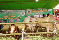 Pemkab Kutai Barat Dorong Peternak Naik Kelas Lewat Kontes Ternak 2026