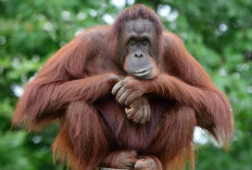 BKSDA Aceh Selamatkan Orang Utan Sumatra yang Terisolasi di Perkebunan Sawit
