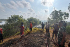 Lahan 4 Hektare di Balikpapan Timur Terbakar, 3 Sapi Nyaris Terpanggang