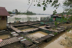 Pakan Tembus Rp400 Ribu per Karung, Pembudidaya Ikan Keramba Berau Putar Otak Olah Makanan Kedaluwarsa