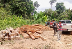 Razia di Hutan Desa Besiq Kutai Barat Temukan Ratusan Kubik Kayu Ilegal, Akses Dirusak untuk Halangi Petugas