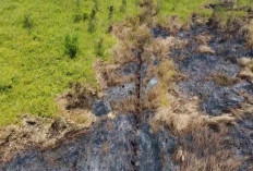 BPBD Paser Catat 191 Kejadian Karhutla hingga Agustus, Luas Lahan Terbakar Tembus 538 Hektare 