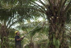 Indonesia Perlu Tranformasi dari Produsen ke Pusat Hiliriasi Sawit Global