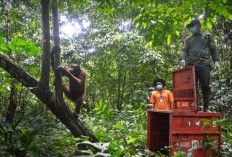 Sempat Dipelihara Ilegal, 3 Orangutan Kalimantan Pulang ke Hutan Kutai Timur