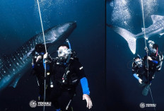 Merah Putih Bakal Dikibarkan Bersama Hiu Tutul di Pulau Miang, Dispar Kaltim: Bukan Gaya-gayaan!