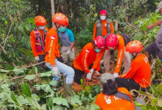 Satu Orangutan Dievakuasi dari Permukiman Kaubun Kutim, Tim Masih Cari Satwa Lain