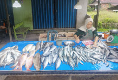Produksi Perikanan Tangkap di PPU Ditargetkan 6.740 Ton pada 2026