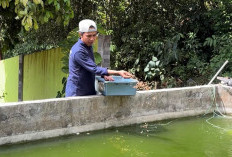 Sisa Menu MBG di Muara Jawa Dimanfaatkan untuk Budidaya Maggot
