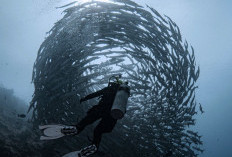 Bidik Potensi Barakuda Maratua, Bupati Berau Minta Promosi Pariwisata Lebih Agresif