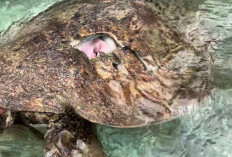 Penyu Mati Diduga Tersambar Baling-baling Speedboat, Disbudpar Ingatkan Ancaman bagi Ikon Wisata Berau