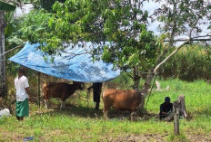 Pemkab Paser Sumbangkan 20 Ekor Sapi Kurban untuk 10 Kecamatan
