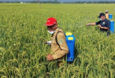 DPTPH Kaltim Bentuk 70 Brigade Pangan, Libatkan Petani Muda untuk Regenerasi