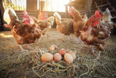 BUMDes Sungai Bawang Kembangkan Usaha Ayam Petelur, Kini Masih Terkendala Pemasaran