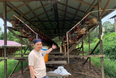 Di Ponpes Al-Banjari, Ribuan Ayam Menopang Kehidupan Santri