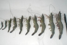 Bibit Udang Windu Lokal Berau Diserbu Petambak, Hatchery Tanjung Batu Kewalahan Penuhi Permintaan
