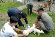 4 Orang Digigit Anjing Rabies, Pemkab Mahulu Masifkan Vaksinasi Hewan