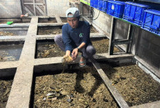Dari Sampah Organik, Maggot di Muara Jawa Kaltim Ini Diolah Jadi Pupuk dan Pakan Ternak