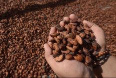 3 Kampung Jadi Sentra Pengembangan Hilirisasi Kakao Berau, Kerja Sama Disbun dan Diskoperindag