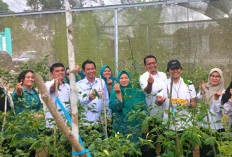 Tekan Inflasi, Pemkab PPU Dorong Pemanfaatan Pekarangan Lewat Gerakan Tanam Cabai