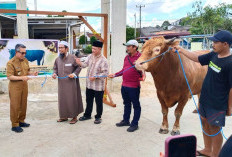 Bupati Kutim Serahkan Sapi Kurban Presiden Hampir 1 Ton ke Masjid Al-Falah