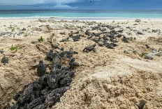 Survei YKAN: Pulau-Pulau Kecil Berau Masih Jadi Rumah Aman bagi Penyu