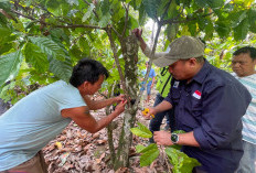 Dari Kebun ke Konservasi, PAMA Latih Petani Kakao Berau Tingkatkan Kualitas Panen