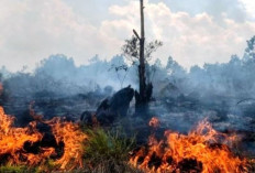 Waspada! Tiga Kecamatan di Mahulu Ini Rawan Karhutla