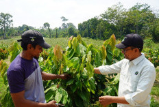 Petani Kampung Maluang Sukses Terapkan Integrated Farming Lewat Program Kakao PT Berau Coal