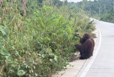 Orangutan Turun ke Jalan Poros Rantau Pulung-Sangatta, Warga Minta Dievakuasi